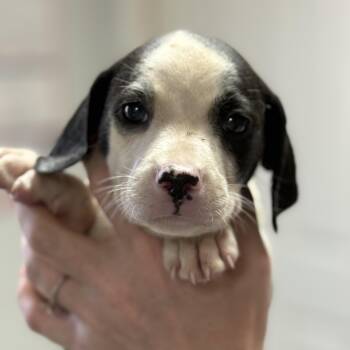 Chocolate Frosted -  Mixed Breed Dog for Adoption in Columbia, South Carolina - Chocolate Frosted | PetCurious