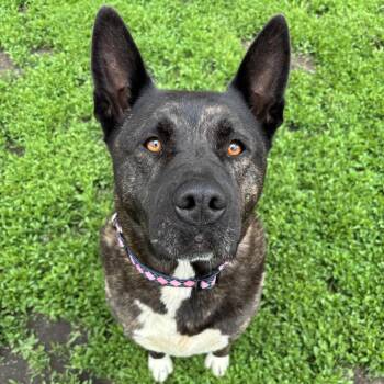 Nomi -  Akita and Mixed Breed Dog Available for Adoption in Wadena, Minnesota - Nomi | PetCurious