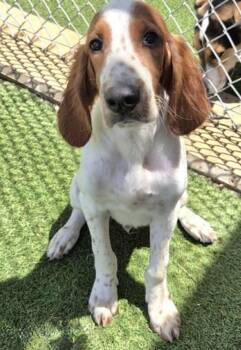 Finnegan -  Irish Setter Dog for Adoption in Denton, Texas - Finnegan | PetCurious