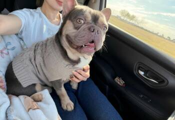 French Bulldog Dogs Available for Adoption - Cristiano | PetCurious