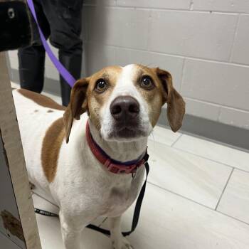 Odie -  Beagle Dog for Adoption in Lufkin, Texas - Odie | PetCurious