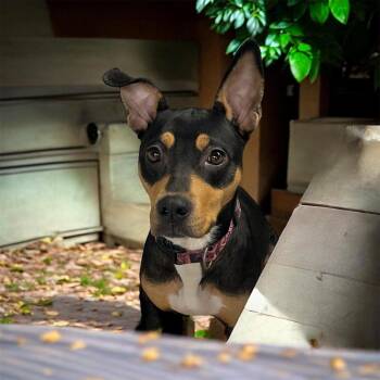 Doberman Pinscher Dogs Available for Adoption - Majestic | PetCurious