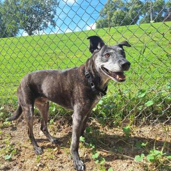 Rescue Shepherd Dogs for Adoption in Albert Lea, Minnesota - Thor | PetCurious