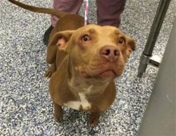 MOOSE -  Pit Bull Terrier and Mixed Breed Dog for Adoption in Thousand Palms, California - MOOSE | PetCurious