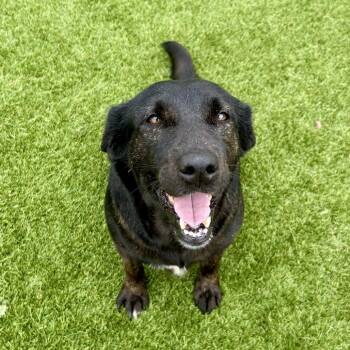 Mixed Breed Dogs Available for Adoption in Loxahatchee Groves, Florida - Daisy Lou 0795 | PetCurious
