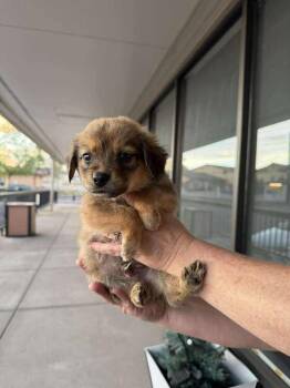 Labrador Retriever Dogs Available for Adoption in Aurora, Colorado - Rooster | PetCurious