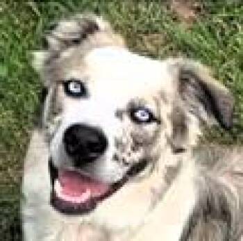 Rescue Australian Shepherd Dogs for Adoption in Paris, Kentucky - Floki | PetCurious
