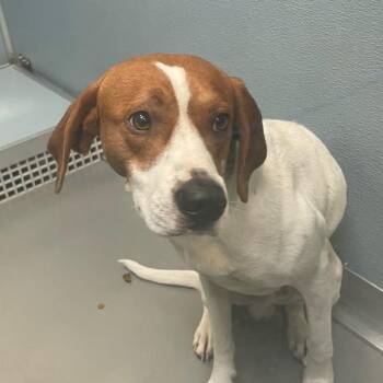 Gunnie -  Treeing Walker Coonhound Dog for Adoption in Des Moines, Iowa - Gunnie | PetCurious
