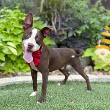 Alfie -  Pit Bull Terrier and Terrier Dog for Adoption in Fairfield, Connecticut - Alfie | PetCurious