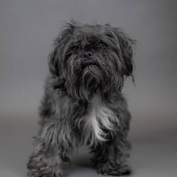 Chewey -  Shih Tzu Dog for Adoption in Portland, Oregon - Chewey | PetCurious