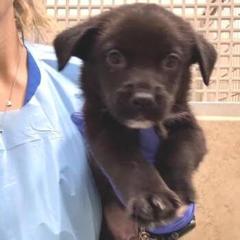 Mixed Breed Dogs Available for Adoption - Kovu | PetCurious