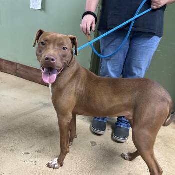 Rescue Chocolate Labrador Retriever Dogs for Adoption in Newborn, Georgia - COREY | PetCurious