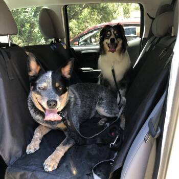 Australian Cattle Dog Blue Heeler Dogs Available for Adoption in Richmond, California - ARCHIE | PetCurious