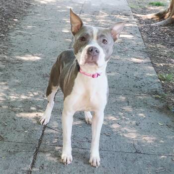 Pit Bull Terrier and Mixed Breed Dogs Available for Adoption in Richmond, California - ANNABELLE | PetCurious
