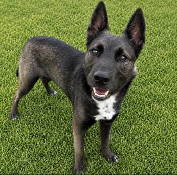 Nyx -  German Shepherd Dog and Mixed Breed Dog for Adoption in Houston, Texas - Nyx | PetCurious