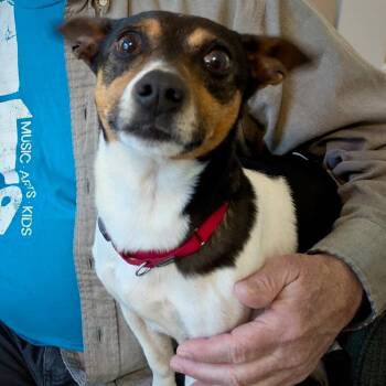 Rat Terrier Dogs Available for Adoption in Atlanta, Georgia - Pepper Jack (TN) | PetCurious