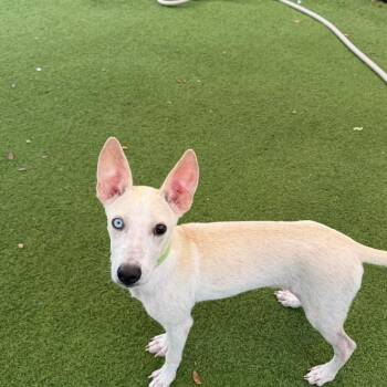 Jose 4165 -  Mixed Breed Dog for Adoption in Loxahatchee Groves, Florida - Jose 4165 | PetCurious