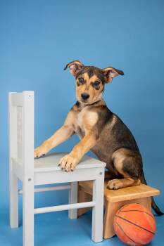755-26 -  Shepherd Dog for Adoption in Brighton, Colorado - 755-26 | PetCurious