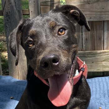 TNGC-Stray-1283 -  Mixed Breed Dog for Adoption in Pulaski, Tennessee - TNGC-Stray-1283 | PetCurious