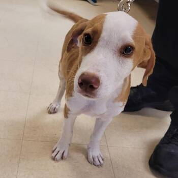 SCFL-Stray-66400 -  Mixed Breed Dog for Adoption in Lake Panasoffkee, Florida - SCFL-Stray-66400 | PetCurious