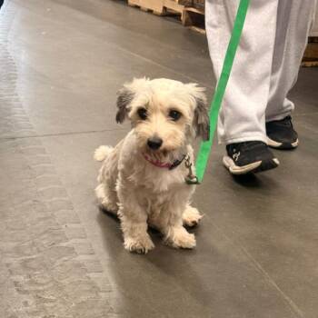 Ken -  Coton De Tulear Dog for Adoption in Pittsburg, Kansas - Ken | PetCurious