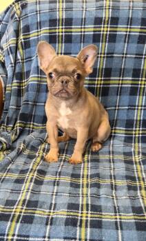 BUB -  French Bulldog Dog for Adoption in Woodsfield, Ohio - BUB | PetCurious