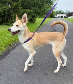 Carolina Dog Dogs Available for Adoption - Maisy | PetCurious
