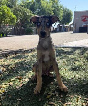 Wyatt -  Australian Shepherd and Doberman Pinscher Dog for Adoption in Temecula, California - Wyatt | PetCurious