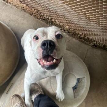 English Bulldog Dogs Available for Adoption in Enterprise, Alabama - Delilah | PetCurious