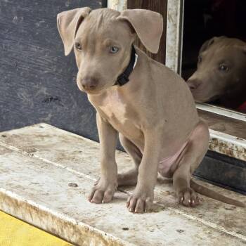 Makoa -  Weimaraner and Pit Bull Terrier Dog for Adoption in Clinton, Wisconsin - Makoa | PetCurious