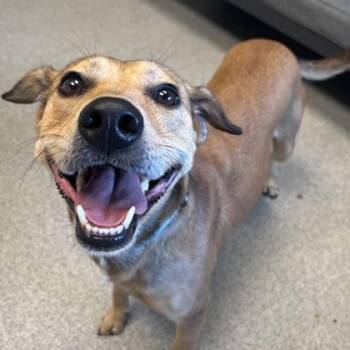 Rescue Mixed Breed Dogs for Adoption in Lansing, Michigan - Marlin | PetCurious