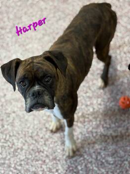 Boxer Dogs Available for Adoption - Harper | PetCurious