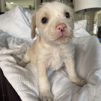 Jack Russell Terrier Dogs Available for Adoption - Pudding | PetCurious