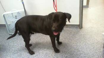DUCKY -  Labrador Retriever Dog for Adoption in Charlotte, North Carolina - DUCKY | PetCurious