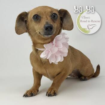 Ya Ya -  Dachshund and Chihuahua Dog for Adoption in Benton, Louisiana - Ya Ya | PetCurious