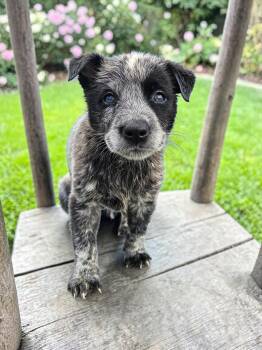 Australian Cattle Dog Blue Heeler Dogs Available for Adoption in Mckinney, Texas - Carolyn | PetCurious