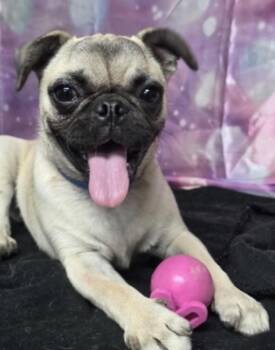 Sandy -  Pug Dog for Adoption in Sedalia, Colorado - Sandy | PetCurious
