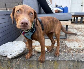 Bonita -  German Shorthaired Pointer Dog for Adoption in Bothell, Washington - Bonita | PetCurious