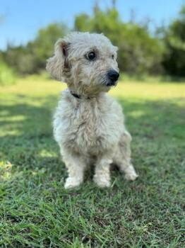 Ethan -  Terrier Dog for Adoption in Helotes, Texas - Ethan | PetCurious