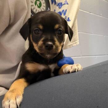 Hailey -  Jack Russell Terrier and Chihuahua Dog for Adoption in Council Bluffs, Iowa - Hailey | PetCurious