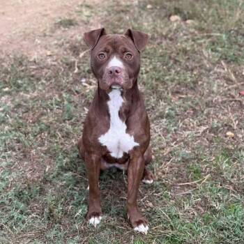 Rescue Mixed Breed Dogs for Adoption in Leesburg, Georgia - Nayla | PetCurious