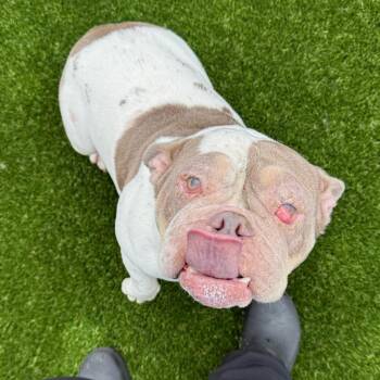 English Bulldog Dogs Available for Adoption in Loxahatchee Groves, Florida - Honey Bun AKA Butter Bean 0634 | PetCurious