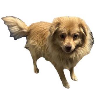 Gnocchi -  Pomeranian Dog for Adoption in Red Bluff, California - Gnocchi | PetCurious
