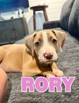 Rory -  Mixed Breed Dog for Adoption in Shalimar, Florida - Rory | PetCurious