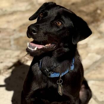 Black Labrador Retriever Dogs Available for Adoption in Hondo, Texas - Boomer | PetCurious