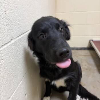 Turbo -  Great Pyrenees and Mixed Breed Dog for Adoption in Palestine, Texas - Turbo | PetCurious