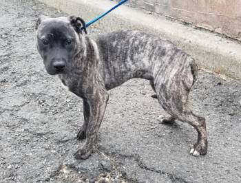 GRETEL (cc 7219) -  Pit Bull Terrier Dog for Adoption in West Orange, New Jersey - GRETEL (cc 7219) | PetCurious