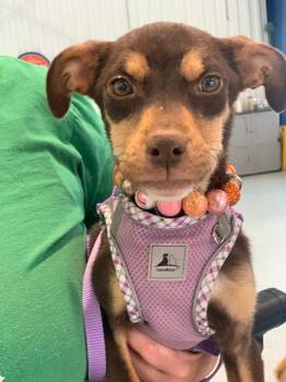 Rescue Miniature Pinscher and Hound Dogs for Adoption in Shawnee, Oklahoma - Milk Dud | PetCurious