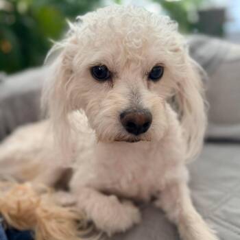 Rowan -  Maltese Dog for Adoption in Homer Glen, Illinois - Rowan | PetCurious