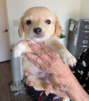 Chihuahua Dogs Available for Adoption in Albuquerque, New Mexico - Tofu - PUPPY | PetCurious